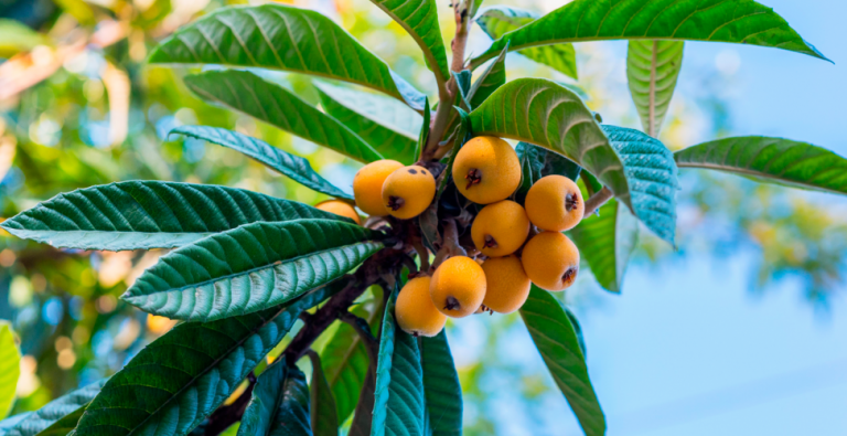 17 Spellbinding Facts About Medlar