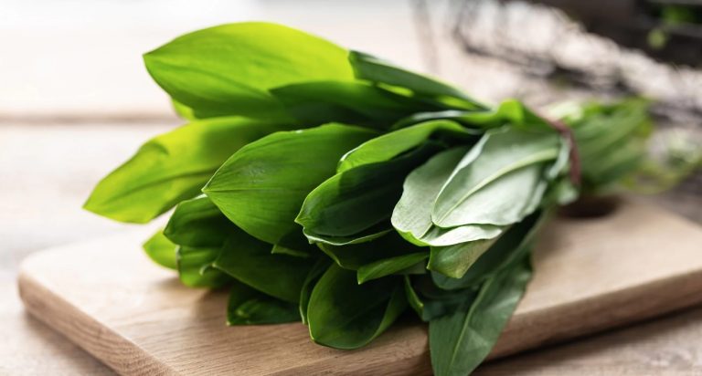 Don’t Miss: 6 Wild Herbs to Collect in Spring