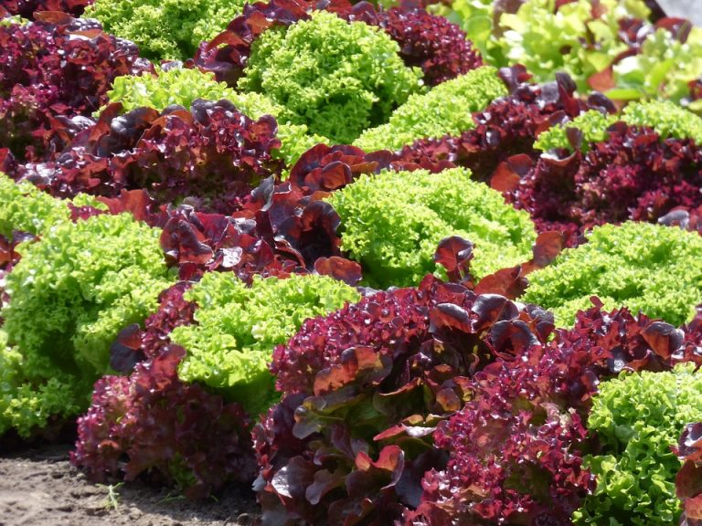 8 Self-sufficiency Tips That Anyone Can Implement