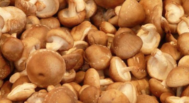 Cooking Shiitake Mushrooms: You Should Pay Attention to This
