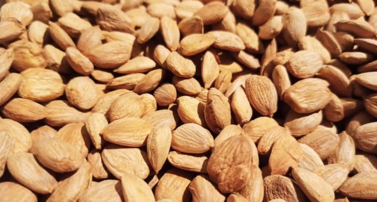 Prussic Acid: These Foods Contain the Toxic Substance