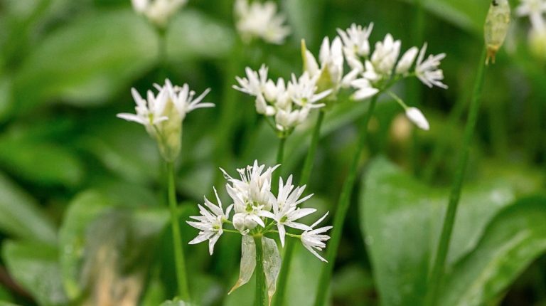 Wild Garlic Spaetzle: Recipe for Fresh, Homemade Spaetzle