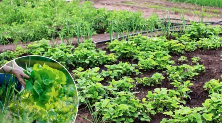 Organic Farming: That’s Why Organic is Active Climate Protection