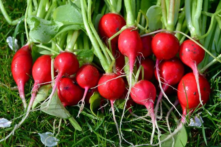 Fermenting Radishes: This is How You Preserve Them