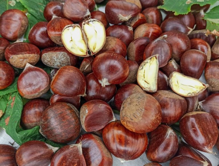 Cooking Chestnuts: Roast in the Oven or Cook in a Pot?