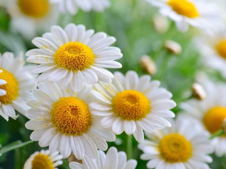 Eating Daisies: What You Should Consider