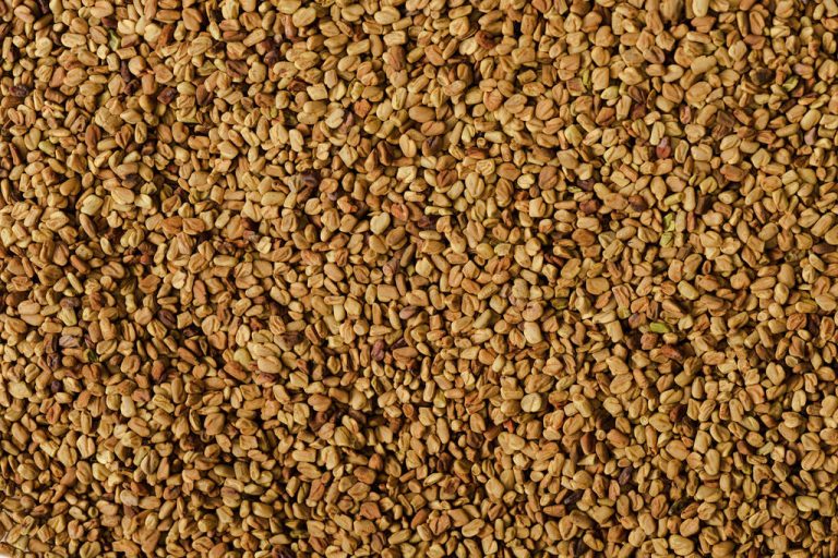 Fenugreek: Effect and Application of Fenugreek Seeds
