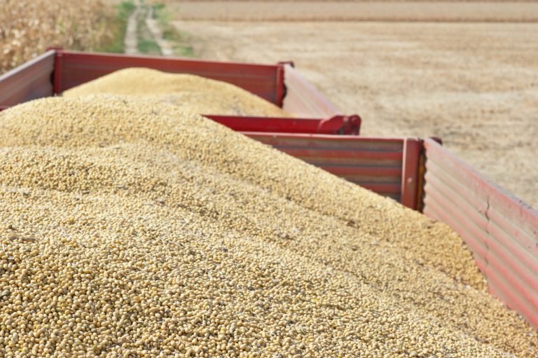 Soy & Soybeans: On The Plate Instead of in a Trough or Tank