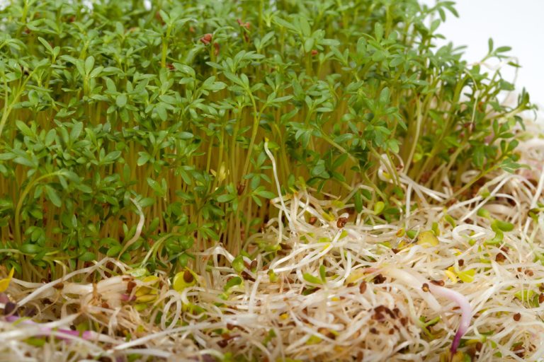 Pull Sprouts: This is How it Works