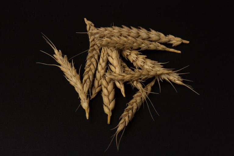 Ancient Grain Spelled: How Healthy is Spelled – and What is Important When Eating it