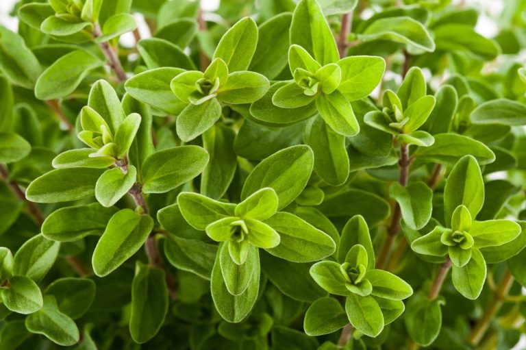 Marjoram: More Than a Spice – The Herb Has This Healing Effect