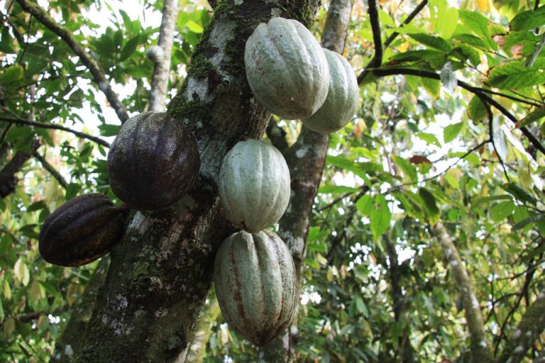 Cocoa – Where Does it Come From & How Healthy is The Bean?