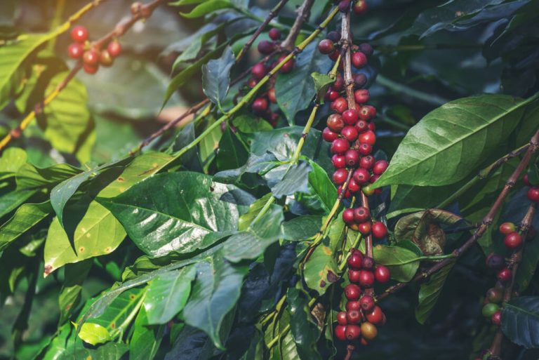 How to Grow Your Own Coffee Plant
