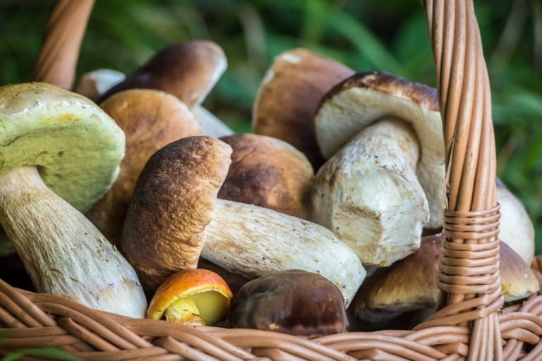 Risk of Confusion With The Porcini Mushroom: You Should Pay Attention to This