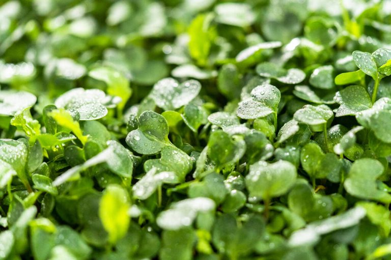 Microgreens: The New Superfood?