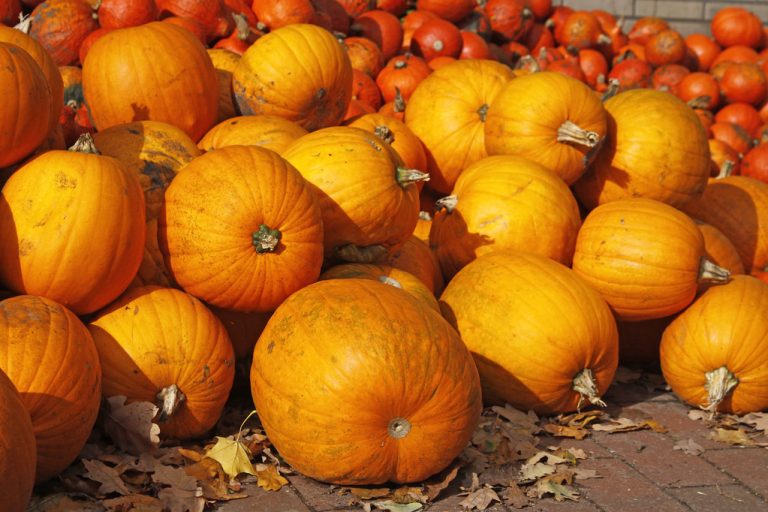 Eat Pumpkin Raw? Information And What You Should Pay Attention To