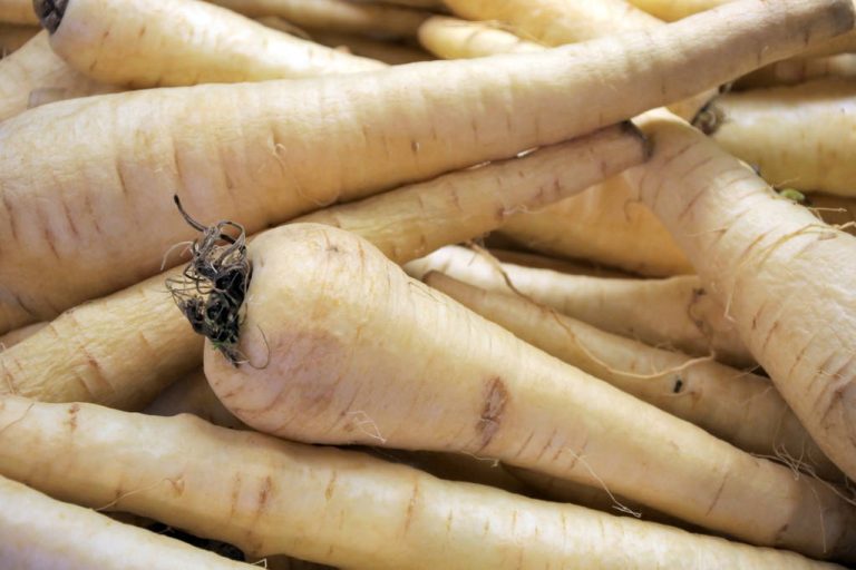 Parsnip or Parsley Root: How to Tell Them Apart