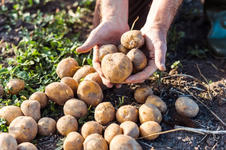Storing Potatoes: These 7 Tips Will Keep Them Fresh For a Long Time