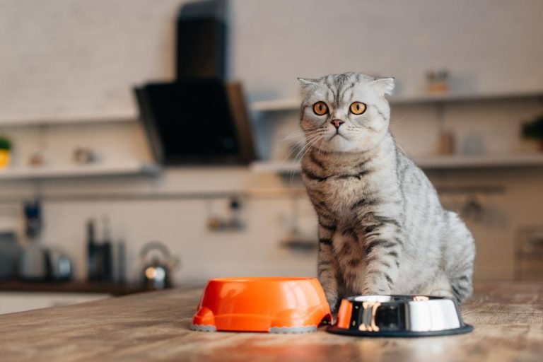 Feeding Cats: This is How You Feed Your Cat Sustainably and Healthily