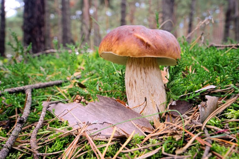 Freezing Porcini Mushrooms: You Should Pay Attention to This