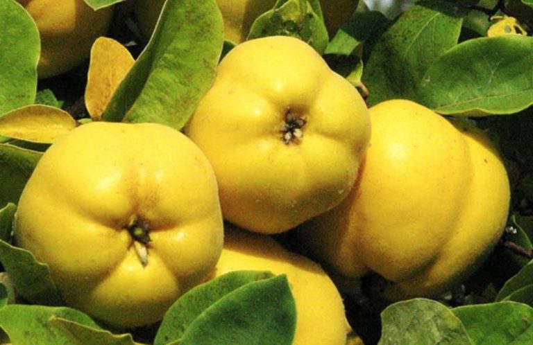 Storing Quinces: That’s How Long They Keep