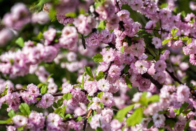 Pruning, Caring For And Planting Columnar Cherries: Tips For The Garden And Balcony