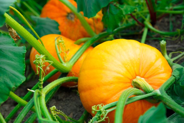 Pumpkin Time: When Does Pumpkin Season Actually Start?