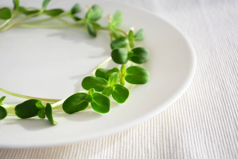 Sunflower Green: This is How You Grow the Healthy Sprouts Yourself