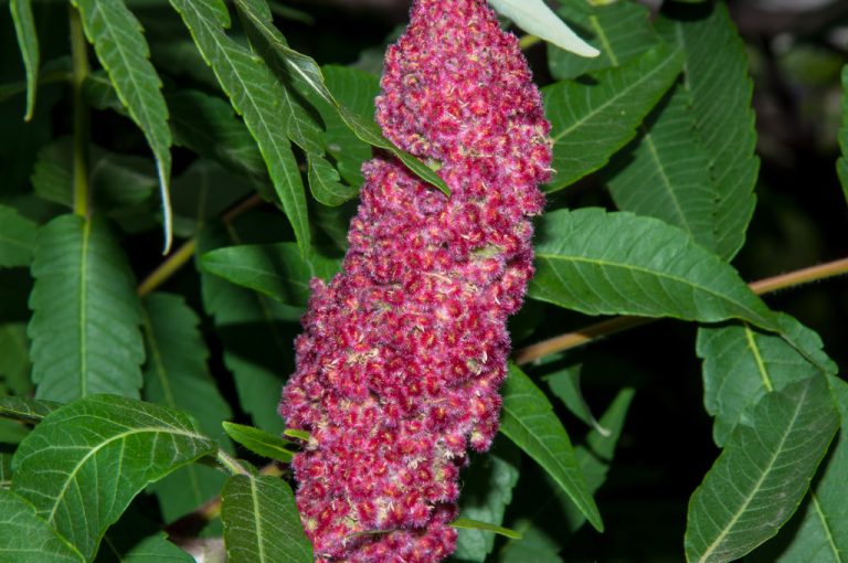 Sumac: Lemony Spice and its Use