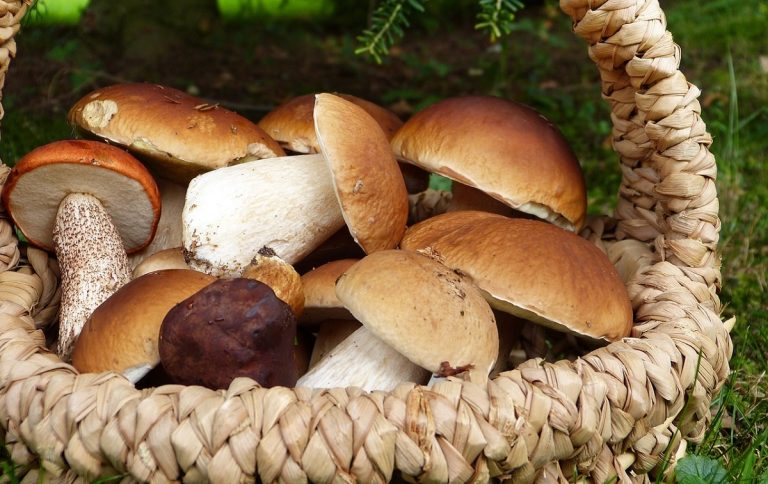 Grow Porcini Mushrooms in Your Own Garden