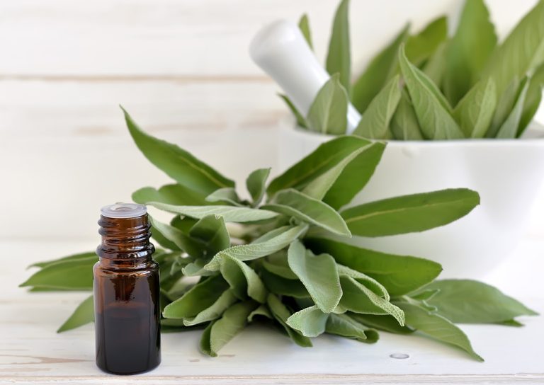 Harvest and Dry Sage Correctly – You Should Pay Attention to This