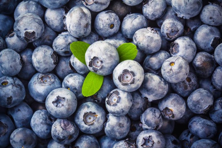 This is What Makes Blueberries so Healthy: Nutritional Values And Interesting Facts About Blueberries