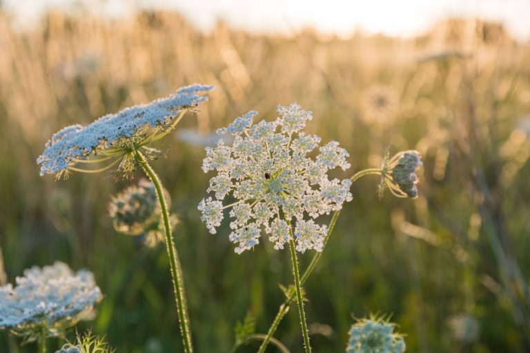 Wild Carrots: How to Plant, Care For And Use Them
