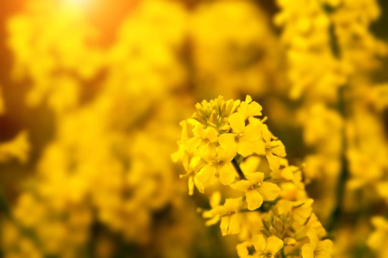 Canola Oil: Health and Uses
