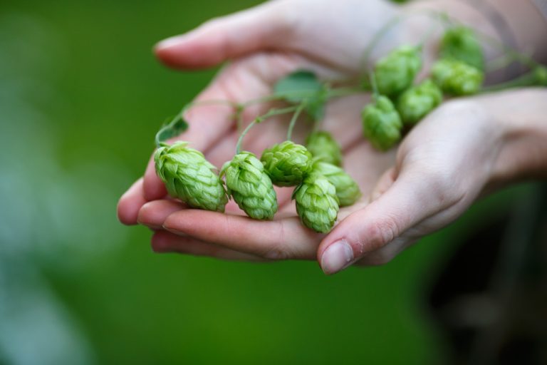 Hop Tea: Application, Effect and How to Make The Home Remedy