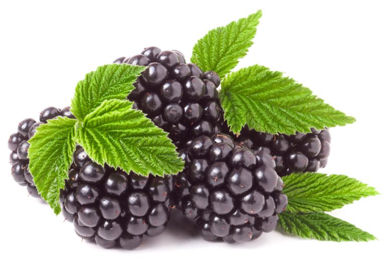Blackberry Leaf Tea: Use, Effect and How to Make it