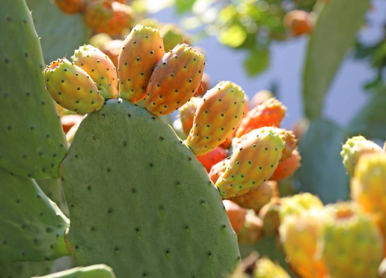 Prickly Pear Seed Oil: Application, Effect and Disadvantages