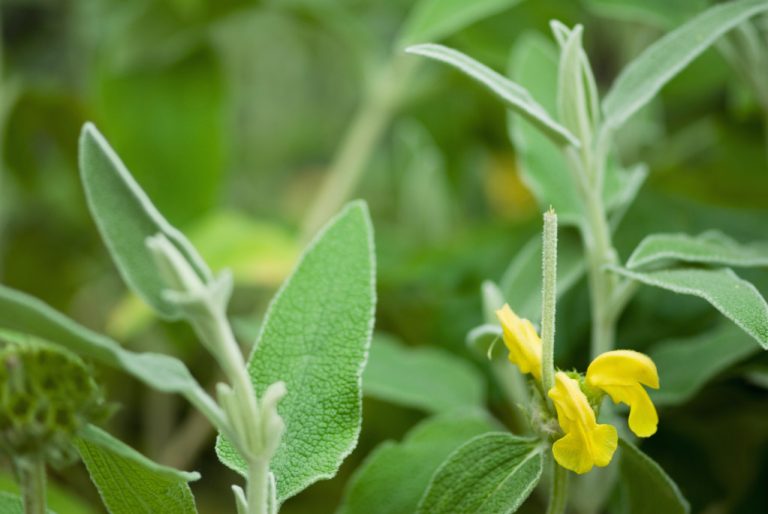 Italian Herbs: You Should Know These