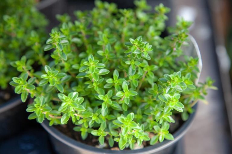 Drying Thyme: This Way You Can Use it For Longer