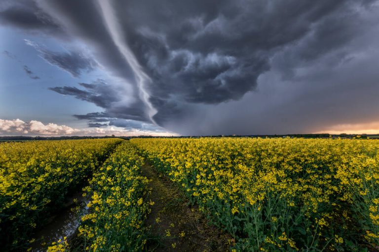 Rapeseed Honey: What Makes The Variety so Special