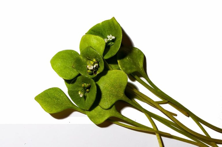Postelein: This is How You Plant and Use The Healthy Herb