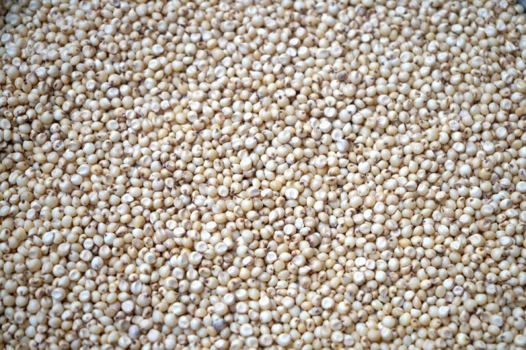 Sorghum: Uses and Benefits of This Type of Millet
