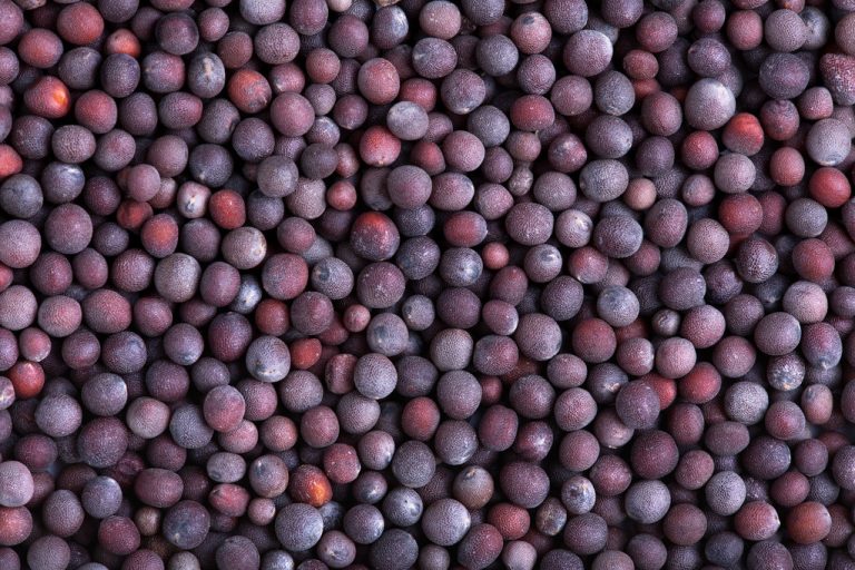 Mustard Seeds: Effects and Uses in The Kitchen