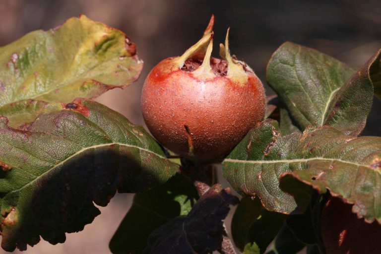 Medlar Fruit: What You Should Know About The Forgotten Fruit