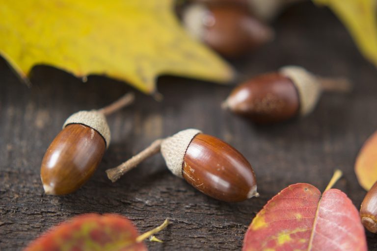 Can You Eat Ecorns? What You Should Know