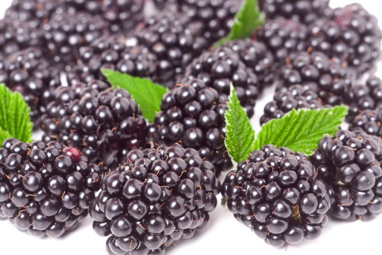 Blackberries Are so Healthy: Calories, Vitamins and Nutritional Values