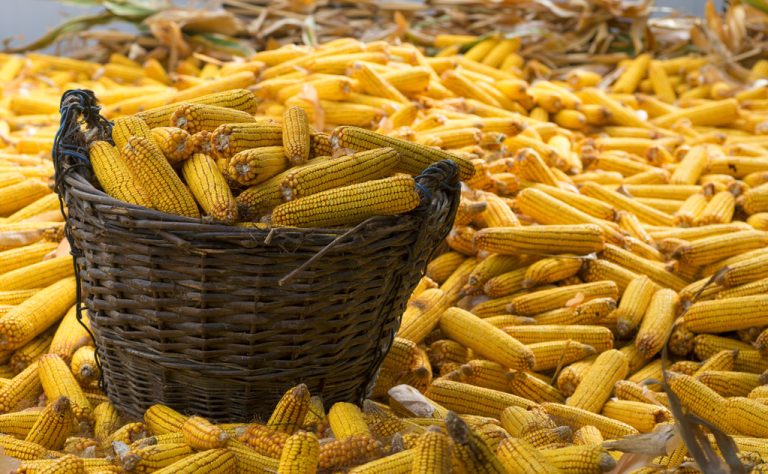 Corn: Calories and Nutritional Facts of Cooked and Uncooked Corn