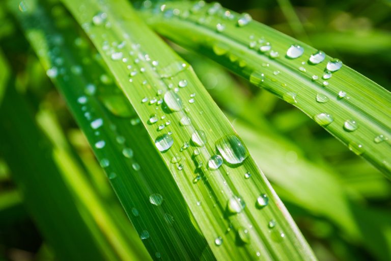 Lemongrass: Growing, Caring For and Using The Herb