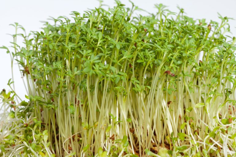 Alfalfa Sprouts: They Really Are That Healthy