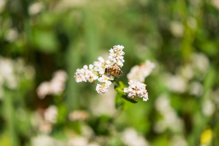 Buckwheat Honey: What Makes it so Special